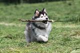 CHIEN FINNOIS DE LAPONIE 142